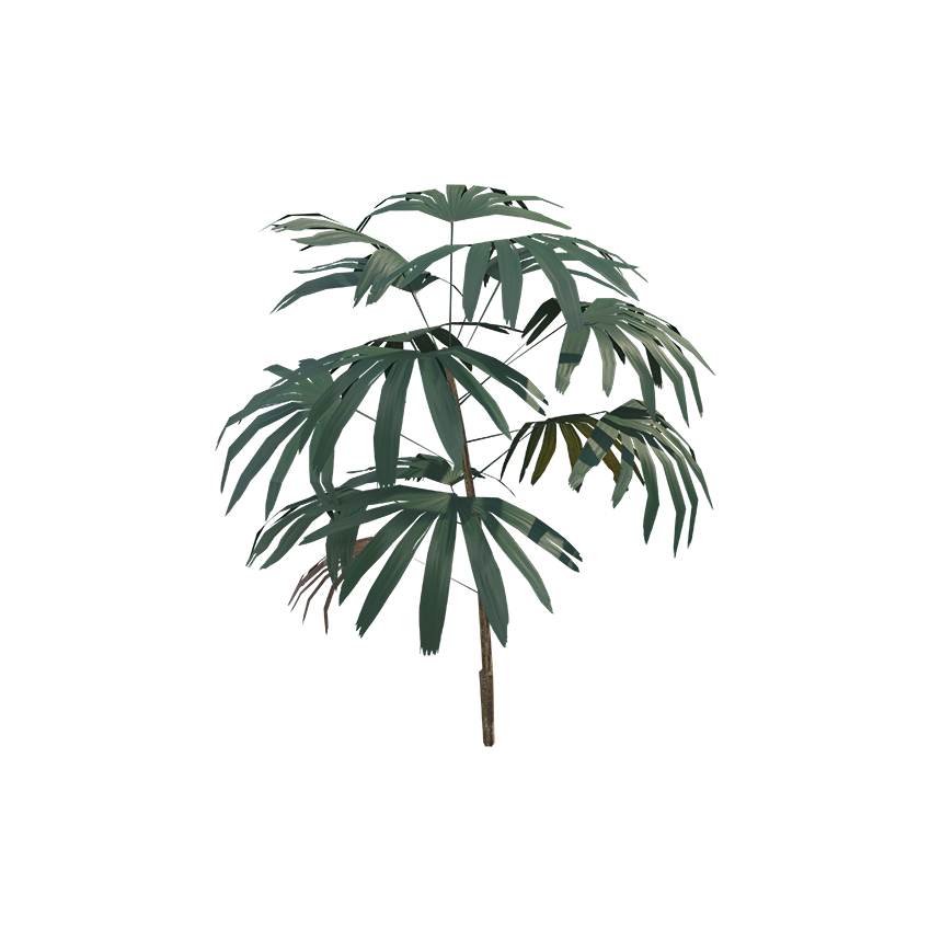 Rhapis excelsa - Lady Palm 02